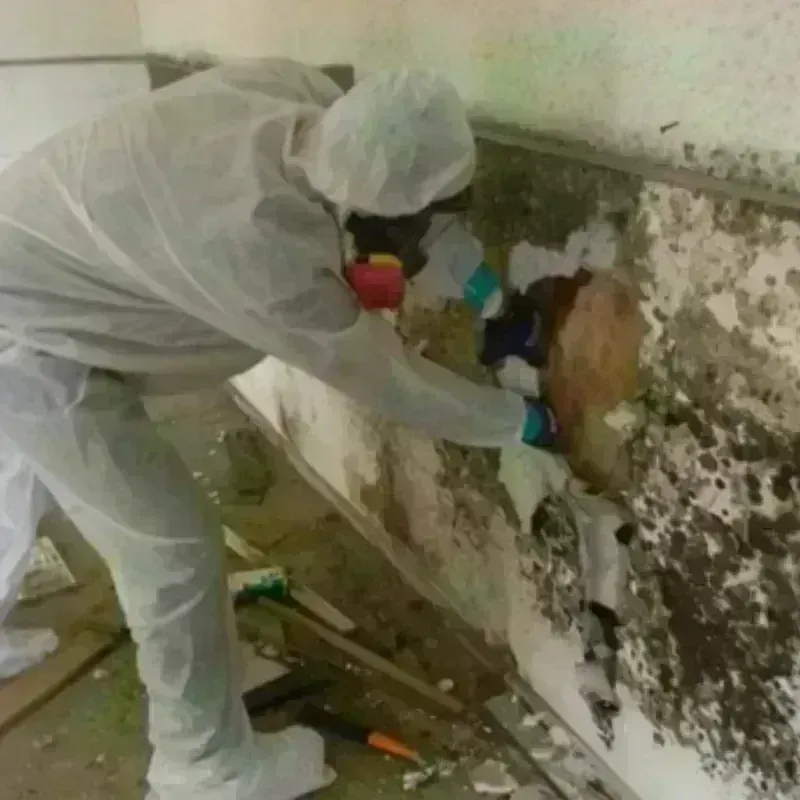 Mold Remediation and Removal in Medford, MA